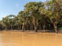 Mangrovenwald vor der Einfahrt auf den Tonle Sap See - Kampong Phluk - Kambodscha